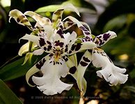 Image result for Unusual Orchid Flower