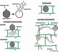 Image result for Chytridiomycota Fish Tank