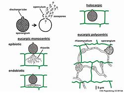 Image result for Phylum Chytridiomycota