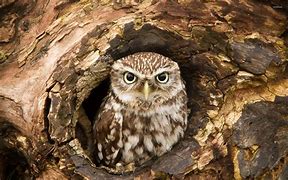 Image result for Hollow Owl Stautes