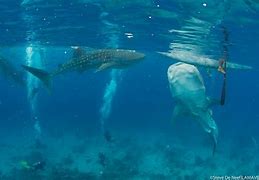 Image result for Coral Reef Shark