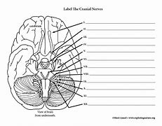 Image result for Cranial Nerves Number Diagram