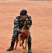 Image result for United States Military Police K9 Dogs