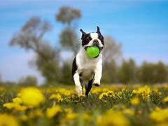 Image result for Spring Pet Wallpaper