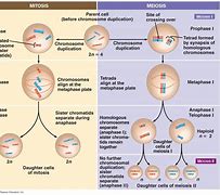 Image result for Meiosis 1 vs 2