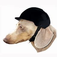 Image result for Dog Motorbike Helmet