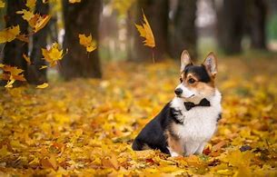 Image result for Corgi Desktop