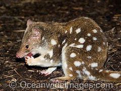 Image result for Tasmanian Cat