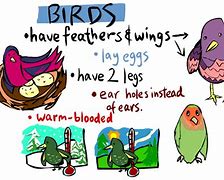 Image result for Birds for Kids