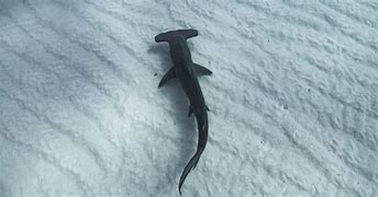 Image result for Baby Hammerhead