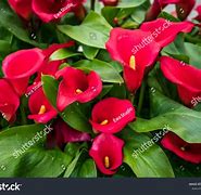 Image result for Red Calla Lily Flower