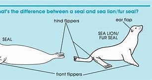 Image result for Sea Lion vs Seal