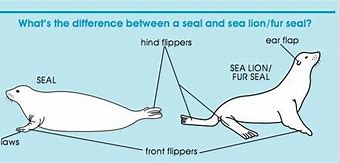 Image result for Seal or Sea Lion