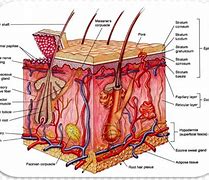 Image result for Skin Diagram Esthetics