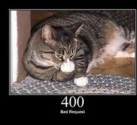 Image result for Cat Age Meme