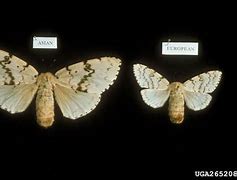 Image result for lymantria moth