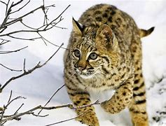 Image result for A Lynx Cat