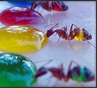 Image result for Translucent Ants