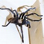 Image result for Tarantula Moth