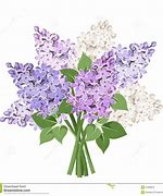 Image result for Lilac Clip Art Black and White