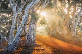 Image result for Australian Country Scenes