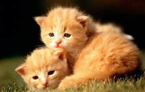 Image result for Baby Animal Photography