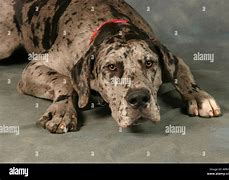 Image result for 5 Month Old Great Dane Puppy