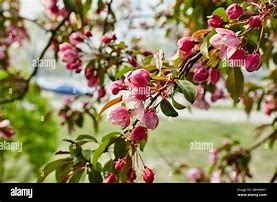 Image result for New Flowers and Fresh Leaves On Trees