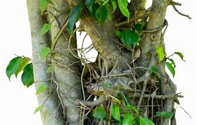 Image result for Tree Roots PNG