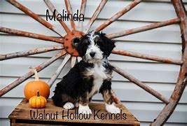 Image result for Owl Hollow Kennels Culleoka TN