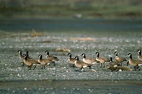 Image result for Aleutian Canada Goose