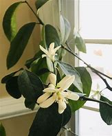 Image result for Pastels Mini Lemon Tree