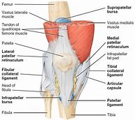 Image result for Knee Bone Labled