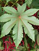 Image result for Castor Bean Leaf