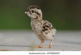 Image result for Quail Pixabay ABC