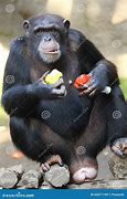 Image result for Chimpanzee Eating Meat