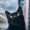 Image result for Black Cat Background 4K