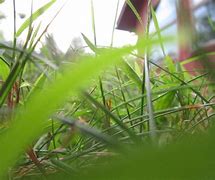 Image result for Ant Eye View