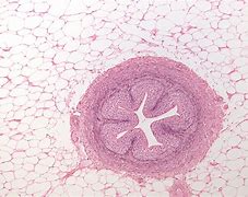 Image result for Uteres Histology