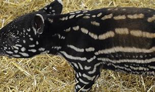 Image result for Malayan Tapir Calf