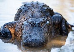 Image result for Halloween Gator