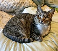 Image result for Tabby Cat Kitten