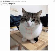 Image result for OH Delivery Wawa Cat Meme