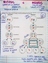 Image result for Meiosis 1 vs 2