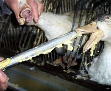 Image result for Peta Foie Gras