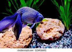 Image result for Blue Fish with Long Tail Fin