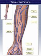 Image result for Veins On Forearm