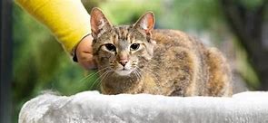 Image result for Senior Cats