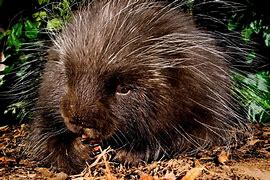 Image result for American Porcupine