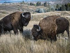 Image result for Buffalo Bison Fighting